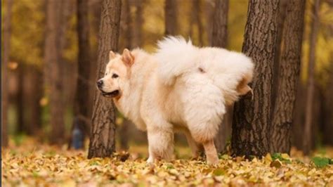俊介犬怎樣訓練大小便,俊介狗怎么訓練縮略圖