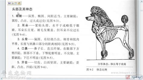 板凳犬(板凳犬圖片大全)縮略圖