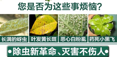 洗衣粉殺蚜蟲配方(洗衣粉殺蚜蟲配方視頻)縮略圖
