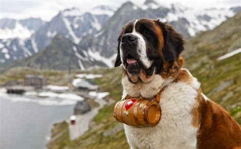 圣伯納犬多少錢(qián)一只,圣伯納犬多少錢(qián)一只純種縮略圖