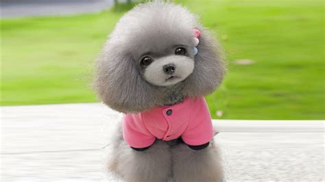 茶杯犬,茶杯犬多少錢一只縮略圖