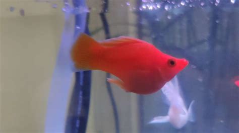 瑪麗魚(瑪麗魚生小魚前兆)縮略圖