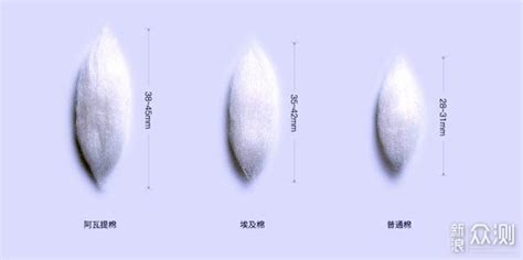長絨棉和水洗棉什么區(qū)別(長絨棉和水洗棉什么區(qū)別哪種棉更好)縮略圖
