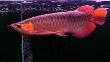 魯花和金龍魚哪個(gè)好,食用油魯花和金龍魚哪個(gè)好縮略圖