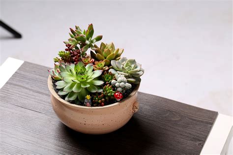 盆景花卉圖片大全及花名(盆景花卉圖片大全及花名介紹)縮略圖