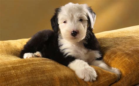 古牧犬掉毛嗎?,古牧犬掉毛嗎圖片縮略圖