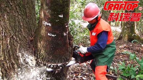 油鋸拉不著火的原因和解決方法(油鋸悶油解決方法視頻)縮略圖