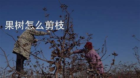 果樹修剪技術視頻,果樹修剪技術視頻最新縮略圖