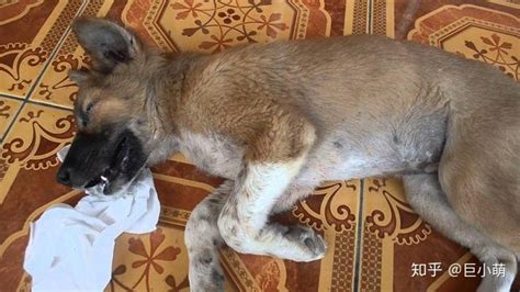 泰迪犬感冒有哪些癥狀(泰迪犬感冒有哪些癥狀表現)縮略圖