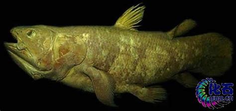 邁達斯魚,邁達斯魚是紅魔鬼魚嗎縮略圖
