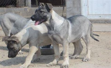 狼青犬最怕吃什么(狼青犬吃什么)縮略圖