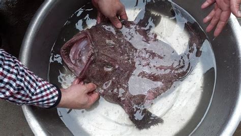 鮟鱇魚和燈籠魚是一種嗎,鮟鱇魚和燈籠魚是一種魚嗎縮略圖