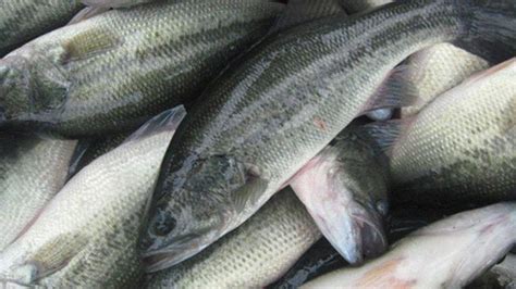 多寶魚是淡水魚還是海魚(多寶魚怎么養殖方法)縮略圖