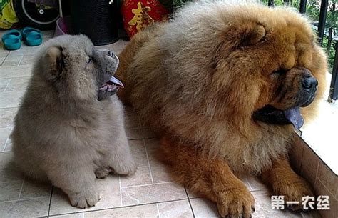 松獅犬是大型犬嗎(松獅犬是大型犬嗎圖片)縮略圖
