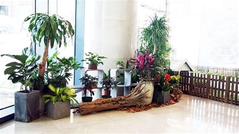 盆景花卉租擺,盆景花卉租擺圖片縮略圖