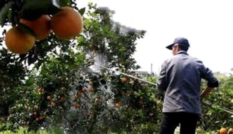 果樹打藥時間和方法,果樹打藥時間和方法最新縮略圖