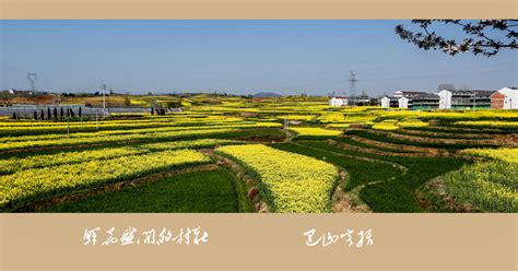 鮮花盛開的村莊,鮮花盛開的村莊電視劇免費觀看縮略圖