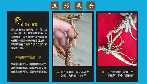 野山參真品鑒定價(jià)格(野山參和人工參的區(qū)別)縮略圖