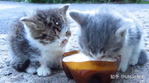 舒化奶貓咪可以喝嗎,伊利舒化奶貓咪可以喝嗎縮略圖