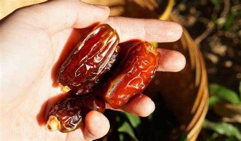 椰棗含糖高為什么能降糖(椰棗血糖高的人能吃嗎)縮略圖