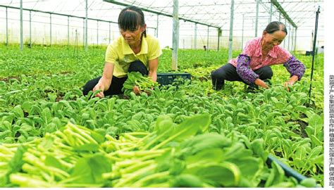 菜籃子工程是指什么,菜籃子工程是指什么負責制縮略圖