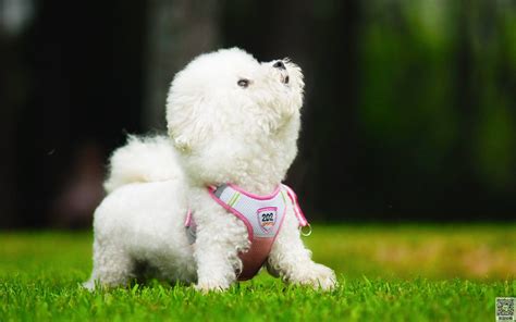 俊介犬和比熊哪個好養,俊介犬缺點和特點縮略圖