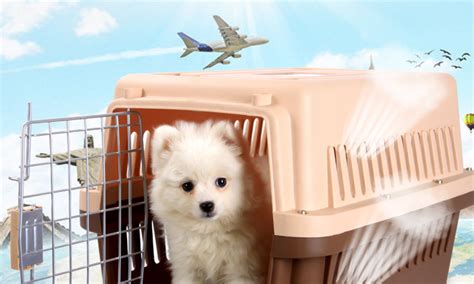 航空箱寵物(航空箱寵物專用)縮略圖