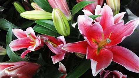 香水百合花有毒嗎 適合在室內(nèi)養(yǎng)嗎(香水百合花有毒嗎適合在室內(nèi)養(yǎng)嗎)縮略圖