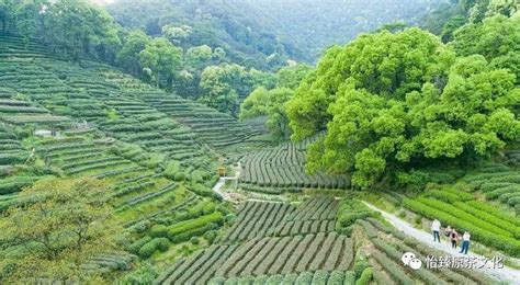 龍井(龍井茶的功效與作用)縮略圖