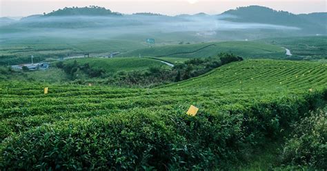 福鼎白茶產(chǎn)地哪里的最正宗(福鼎白茶產(chǎn)地在什么地方)縮略圖