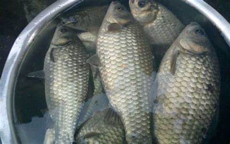 老三樣釣鯽魚鯉魚的配比,老三樣開搓餌的正確方法與技巧縮略圖