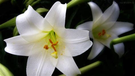 香水百合有毒嗎(香水百合有毒嗎?開花可以放室內(nèi)嗎?)縮略圖