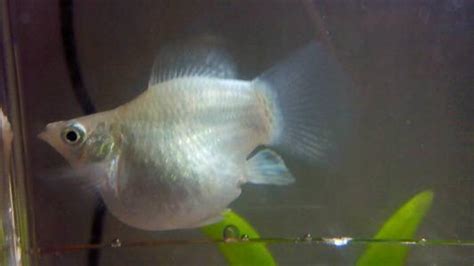 瑪麗魚生寶寶前兆,瑪麗魚生寶寶前兆是什么縮略圖