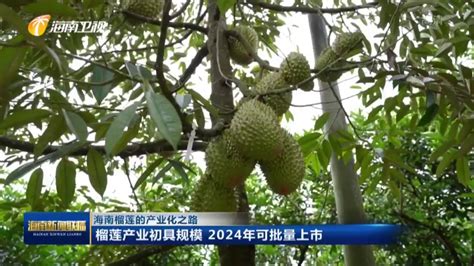 廣西榴蓮試種成功,廣西榴蓮試種成功真的嗎縮略圖