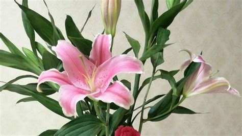 香水百合的養(yǎng)殖方法和注意事項(xiàng)(進(jìn)口香水百合的養(yǎng)殖方法和注意事項(xiàng))縮略圖