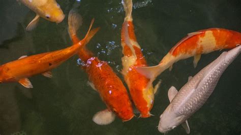 錦鯉魚飼養(yǎng)方法(錦鯉魚飼養(yǎng)方法大全)縮略圖