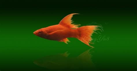 瑪麗魚水溫多少合適,瑪麗魚下崽的征兆縮略圖