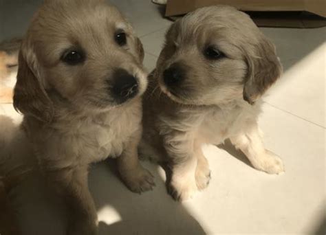 金毛幼犬怎樣看品相,金毛幼犬怎樣看品相好壞縮略圖