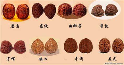 文玩核桃品種圖鑒大全(文玩核桃品種圖鑒大全價格)縮略圖