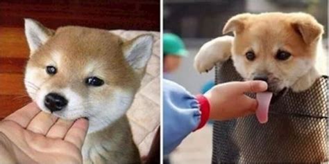 薩摩耶犬咬人嗎,薩摩耶犬咬人嗎三大絕不咬人的狗縮略圖
