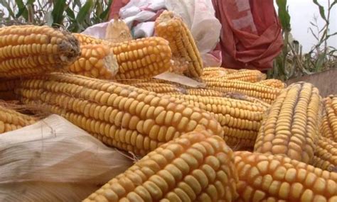 玉米種子種植方法(玉米種子種植方法全過程)縮略圖
