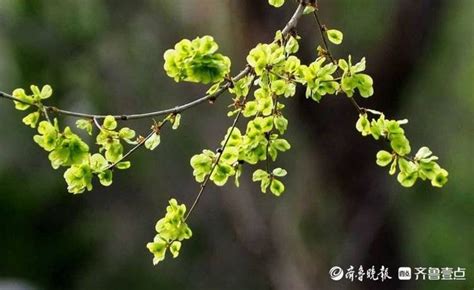 榆樹錢兒,榆樹錢兒有什么功效?縮略圖