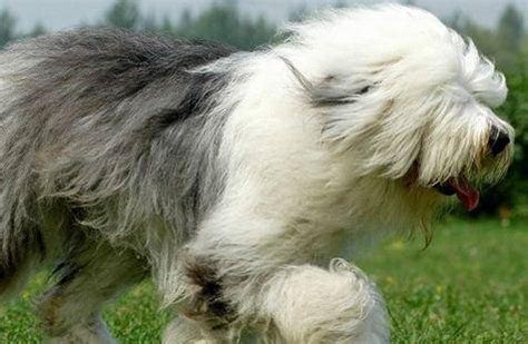 古牧犬油漆廣告(古牧犬油漆廣告視頻)縮略圖