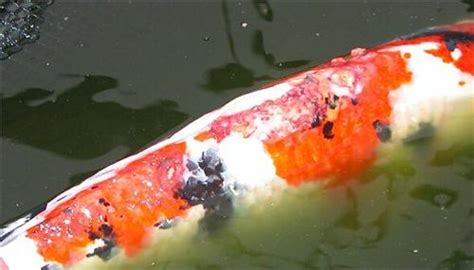 錦鯉魚身體長(zhǎng)白毛用什么藥,錦鯉魚身體長(zhǎng)白毛用什么藥治縮略圖
