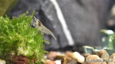 黑殼蝦爆缸到底有多恐怖(黑殼蝦爆缸到底有多恐怖啊)縮略圖