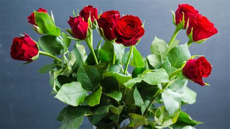 玫瑰花怎么養(yǎng)才不會(huì)枯萎(玫瑰花怎么養(yǎng)才不會(huì)枯萎盆栽)縮略圖