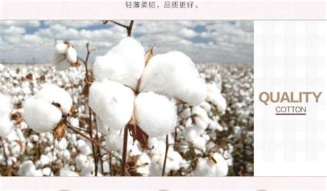 長絨棉和精梳棉哪個好,長絨棉和精梳棉哪個好些縮略圖