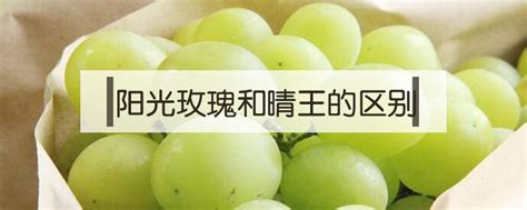 晴王葡萄和陽光玫瑰的區別,日本晴王葡萄和陽光玫瑰的區別縮略圖