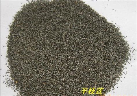 草籽批發,草籽批發廠家縮略圖