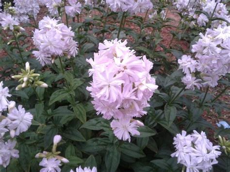 香皂花是什么意思(香皂花是什么意思啊)縮略圖